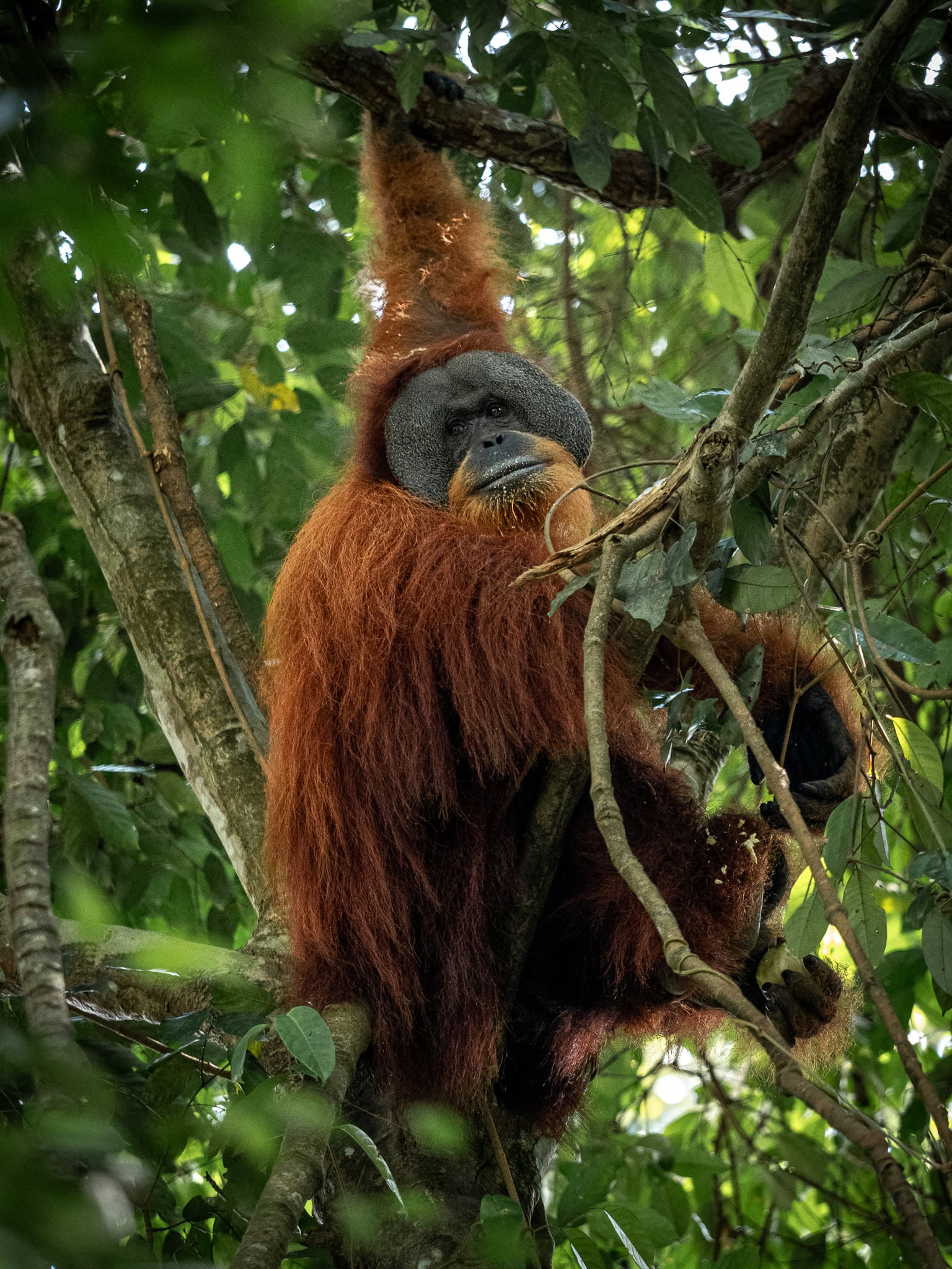 singe