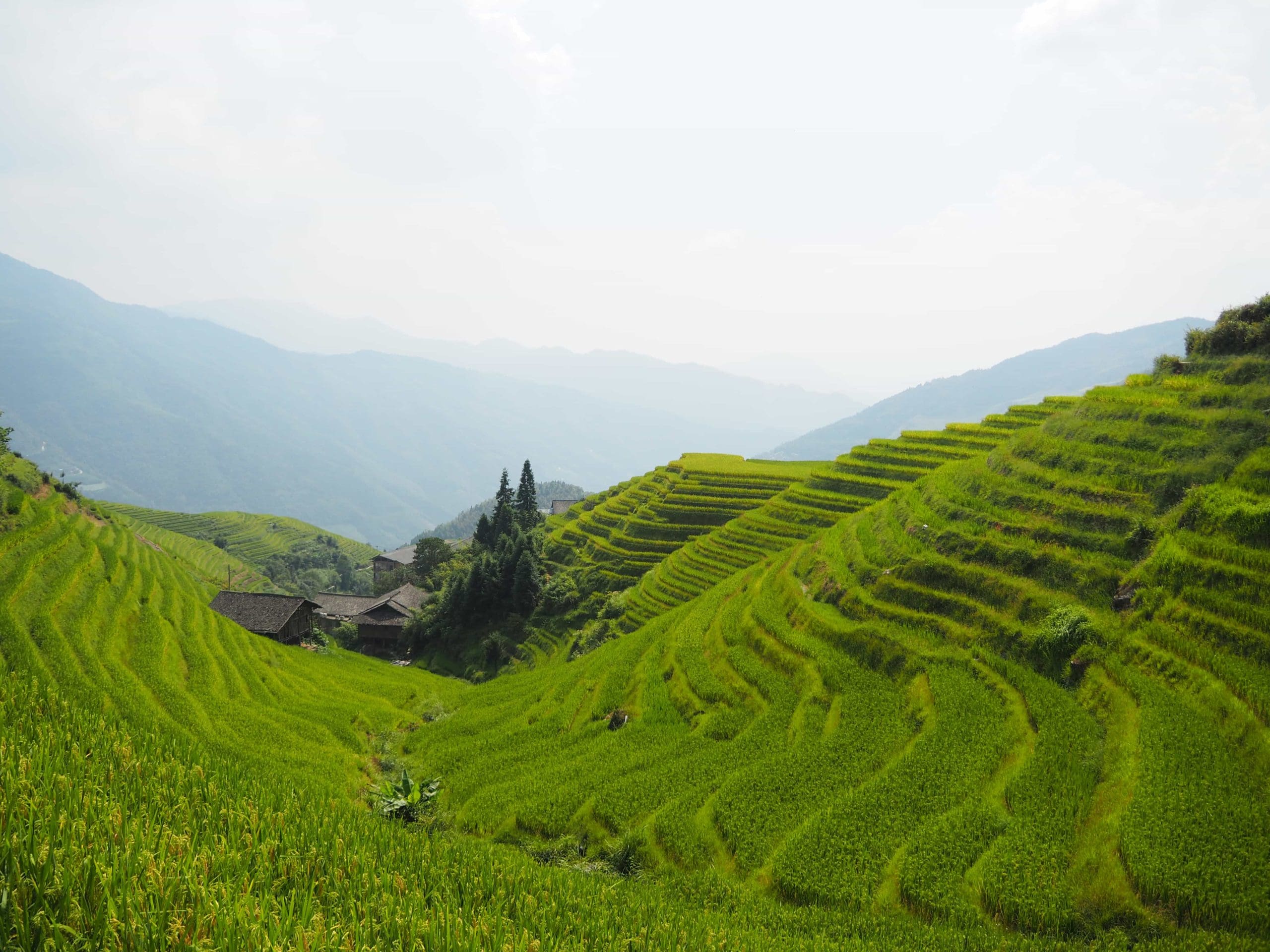 rizieres de longji