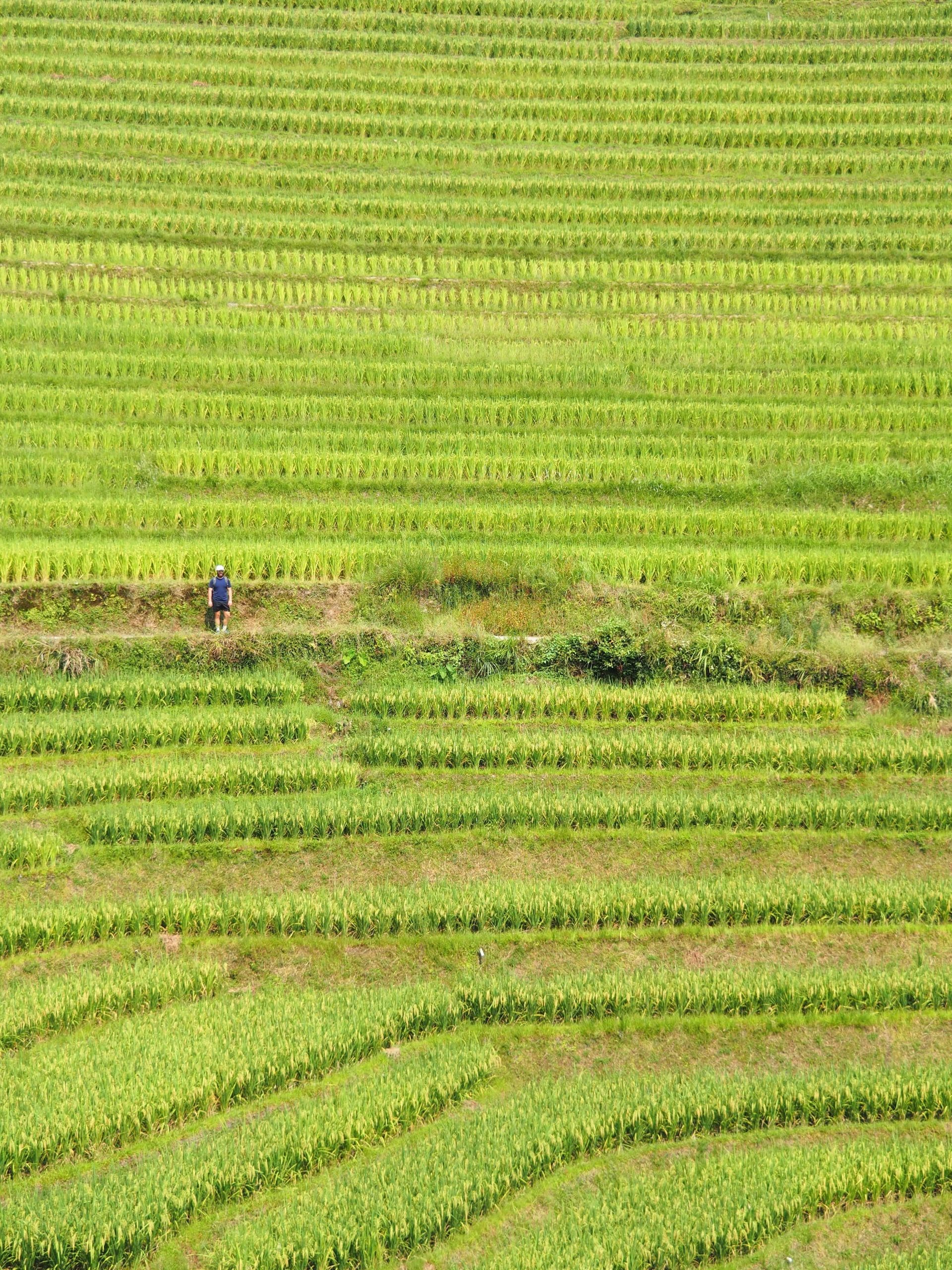 rizieres de longji
