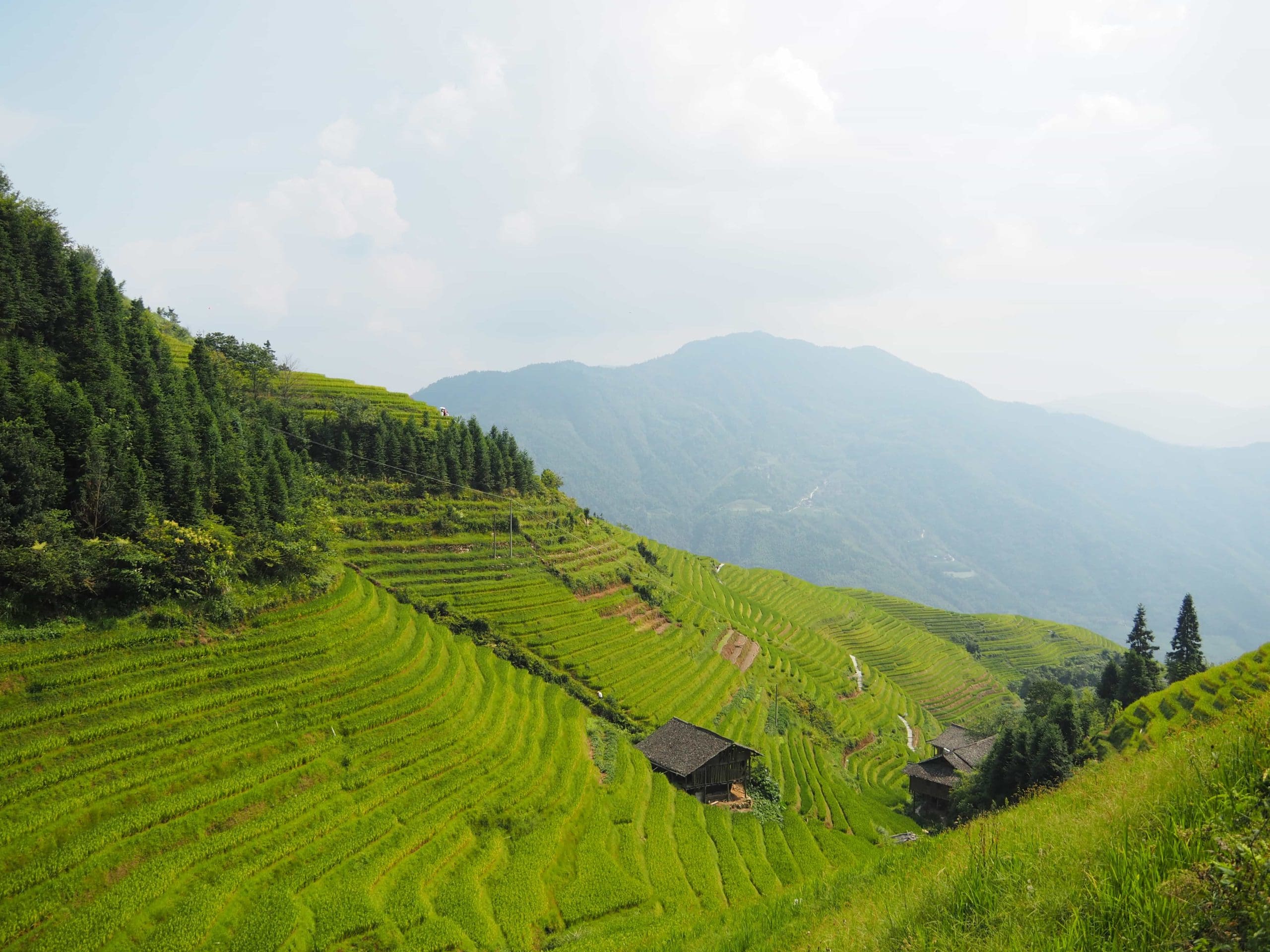 rizieres de longji